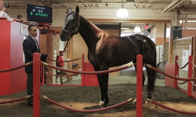 Three-year-old trotting colt Coughlin, a recent winner of a New York Excelsior event at Tioga Downs, fetched a sale-topping bid of $65,000 from Vito Cucci of Belmar, NJ