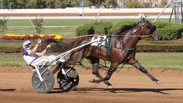 Always B Miki and David Miller recorded the fastest mile in harness racing history when they won the $138,000 Allerage Farms open pace Saturday at Red Mile in 1:46. | Nigel Soult