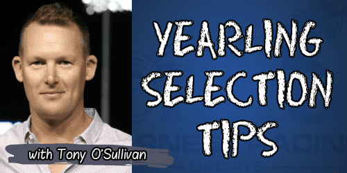 yearling-selection-tips