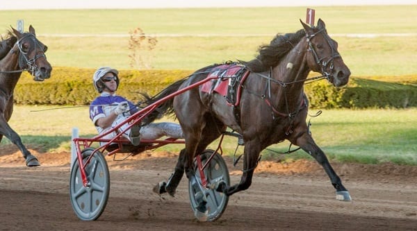 Kentucky Filly Futurity winner Broadway Donna (David Miller) likely locked up the three-year-old filly trotters' division with a win in the Breeders Crown. | Nigel Soult