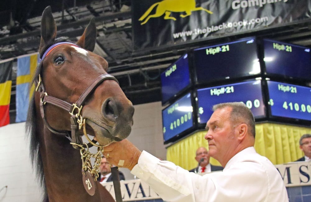 Story Time Hanover, a Muscle Hill colt out of Shared Past consigned by Hanover Shoe Farms, topped the opening session with a bid of $410,000 by Jimmy Takter on behalf of Sweden’s Melby Gard AB. | Mark Hall / USTA