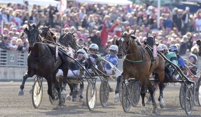 
Nuncio (Örjan Kihlström) winning the 2016 Elitlopp. The American-bred trotter has won 15 straight races and is gearing up for a showdown with French champion Bold Eagle in this year's Elitlopp. | 