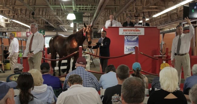 Over 90 per cent of the horses selling on Sunday have raced this week or are in to go before hitting the auction ring | Aaron Re
