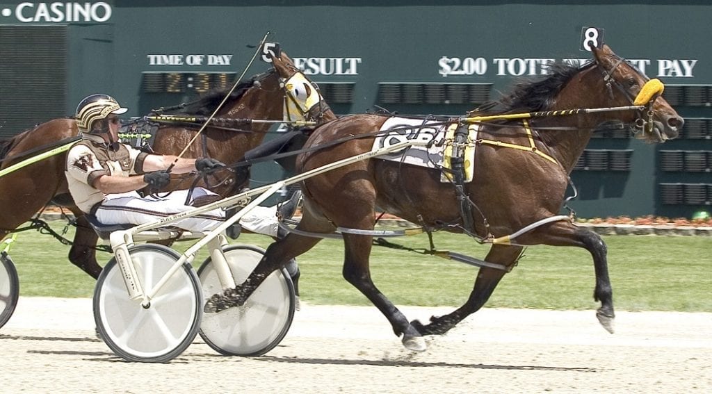 At first, Ag-N-Au Bluegrass (above) had little interest in racing, but once she hit the track she became a talented mare. Now, she's also proving to be a talented broodmare thanks to producing Au D Lox Bluegrass, a five-time winner of Hoosier Park's filly & mare invitational | Linscott Photography