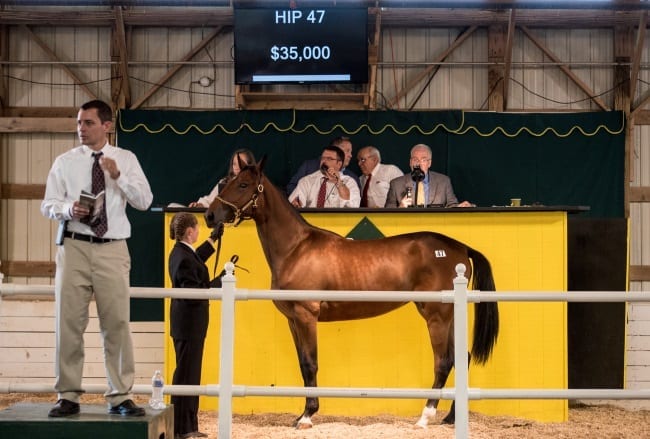 Aby America, a daughter of Muscle Mass out of Carman M, topped Sunday's Morrisville College Yearling Sale with a bid of $35,000 by Steve Pratt of Corfu, NY | Jim Gillies