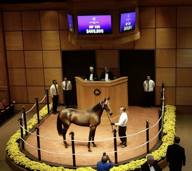 The sale topper, so far, is this Muscle Hill filly out of Sina named Beautiful Sin which sold for $480,000 Wednesday during the second session of the Lexington Selected Yearling Sale | Dave Landry