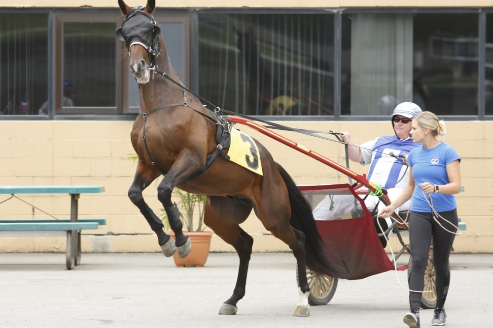 Marion Marauder (with trainer Mike Keeling and Megan Scran in August at the Meadowlands) is raring to go for this afternoon's $1 million Yonkers International Trot. The 2016 trotting Triple Crown winner has the rail and will represent Canada | Dave Landry