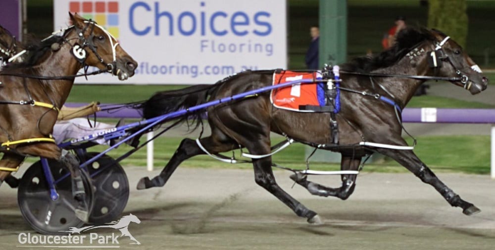 Less than 30 minutes after winning back-to-back Inter Dominion titles, Purdon drove Ultimate Machete to an easy win in the Group One $200,000 Retravision Golden Nugget Championship for 4-year-olds | Courtesy Gloucester Park