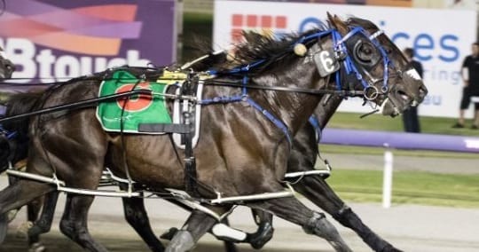 My Hard Copy (6) narrowly won the $300,000 (AUD) Freemantle Cup on Friday in Perth over Lazarus, despite the latter being parked three-wide for the entire 1 5/8 mile race | Courtesy Glouster Park