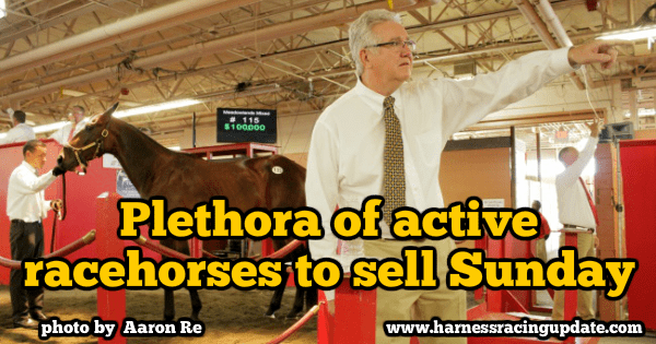 Plethora of active racehorses to sell Sunday