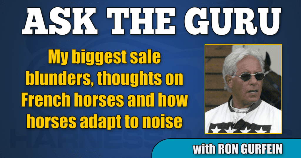 My biggest sale blunders, thoughts on French horses and how horses adapt to noise