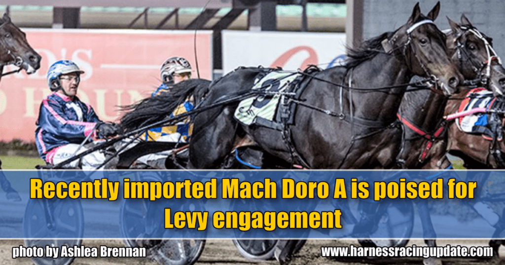 Recently imported Mach Doro A is poised for Levy engagement