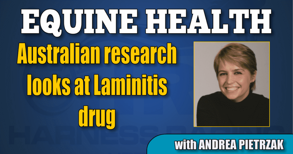 Australian research looks at Laminitis drug