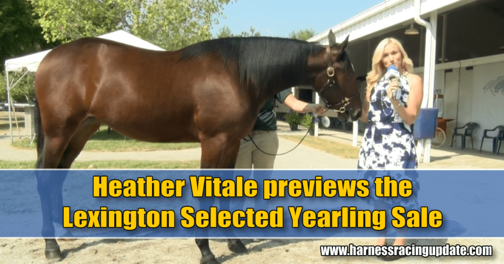 Heather Vitale previews the Lexington Selected Yearling Sale