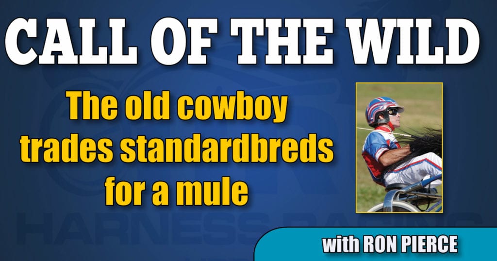 The old cowboy trades standardbreds for a mule