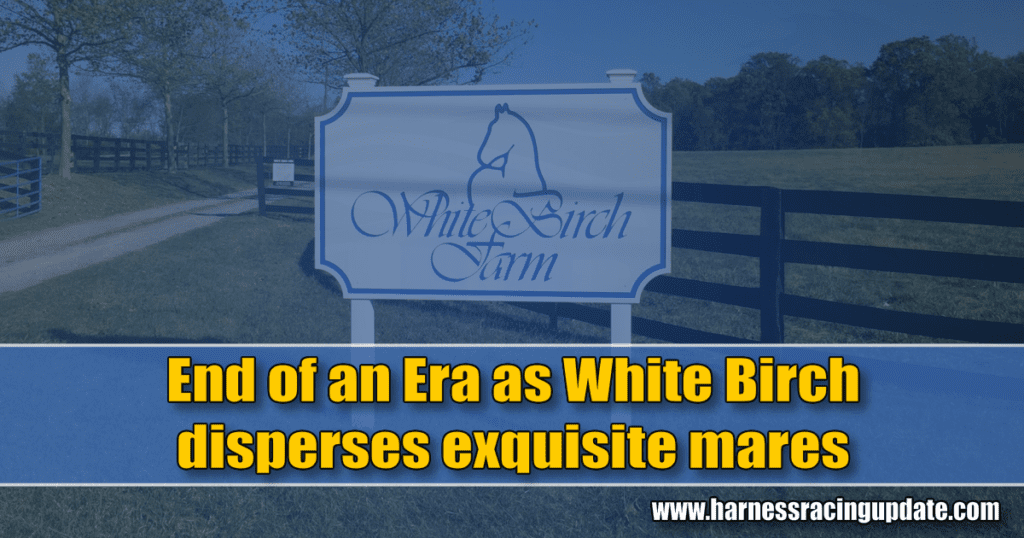 End of an Era as White Birch disperses exquisite mares