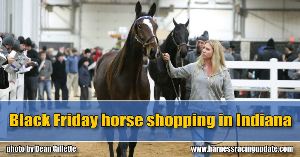 Black Friday horse shopping in Indiana