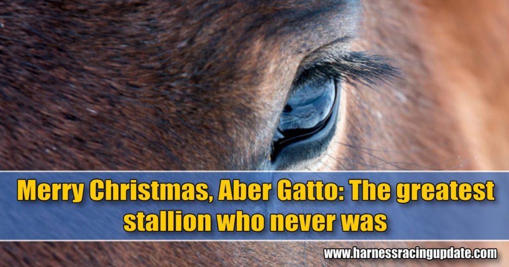 Merry Christmas, Aber Gatto: The greatest stallion who never was