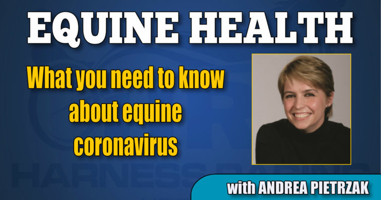 What you need to know about equine coronavirus