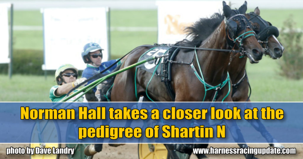 Norman Hall takes a closer look at the pedigree of Shartin N