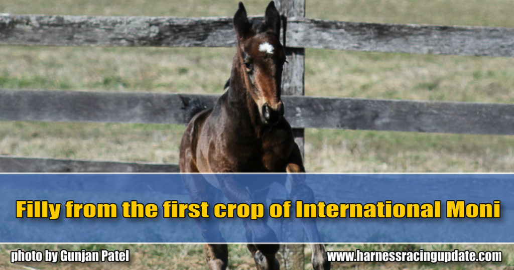 Filly from the first crop of International Moni