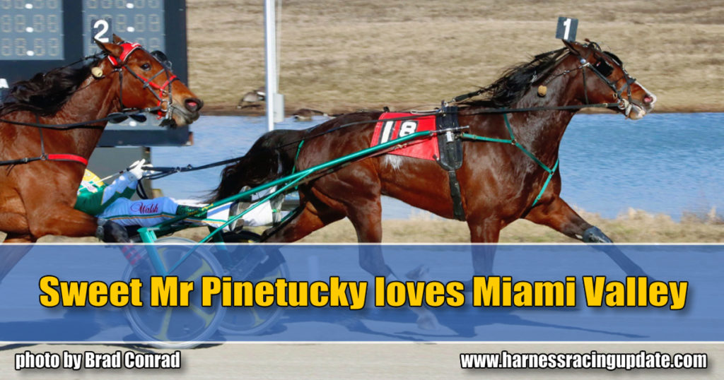 Sweet Mr Pinetucky loves Miami Valley