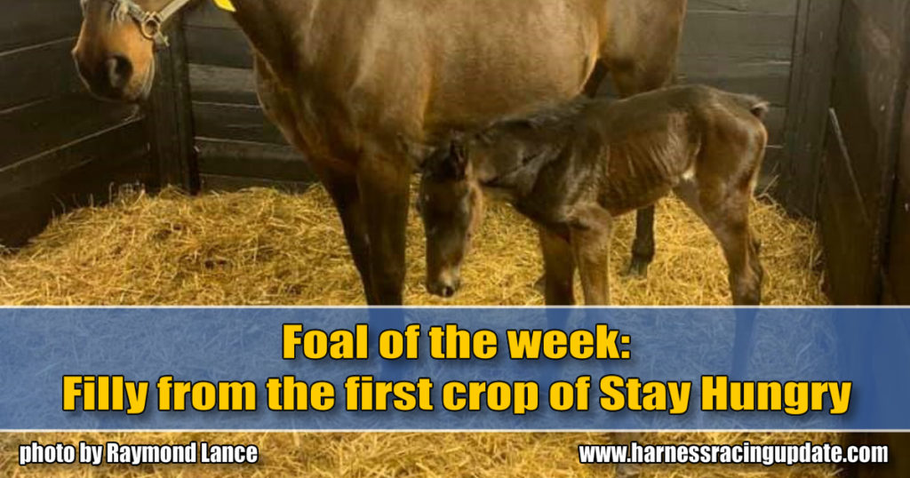 Filly from the first crop of Stay Hungry