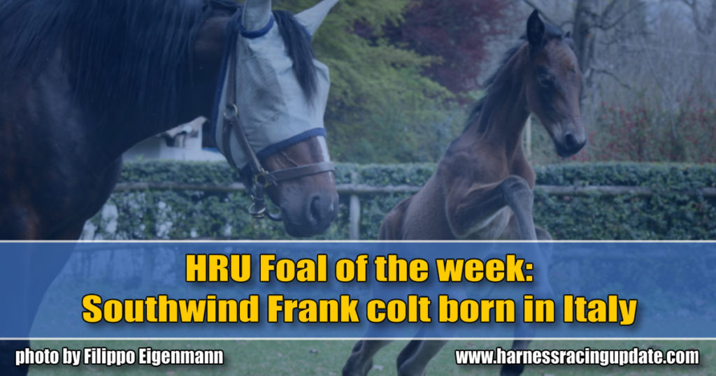 Southwind Frank colt born in Italy