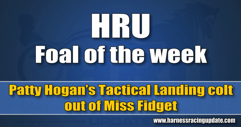 Patty Hogan’s Tactical Landing colt out of Miss Fidget