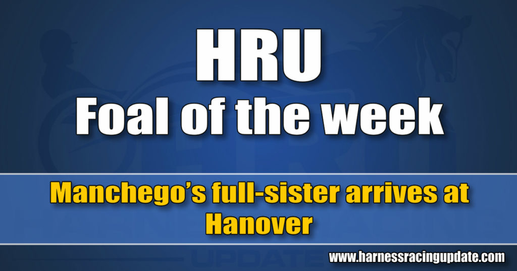 Manchego’s full-sister arrives at Hanover