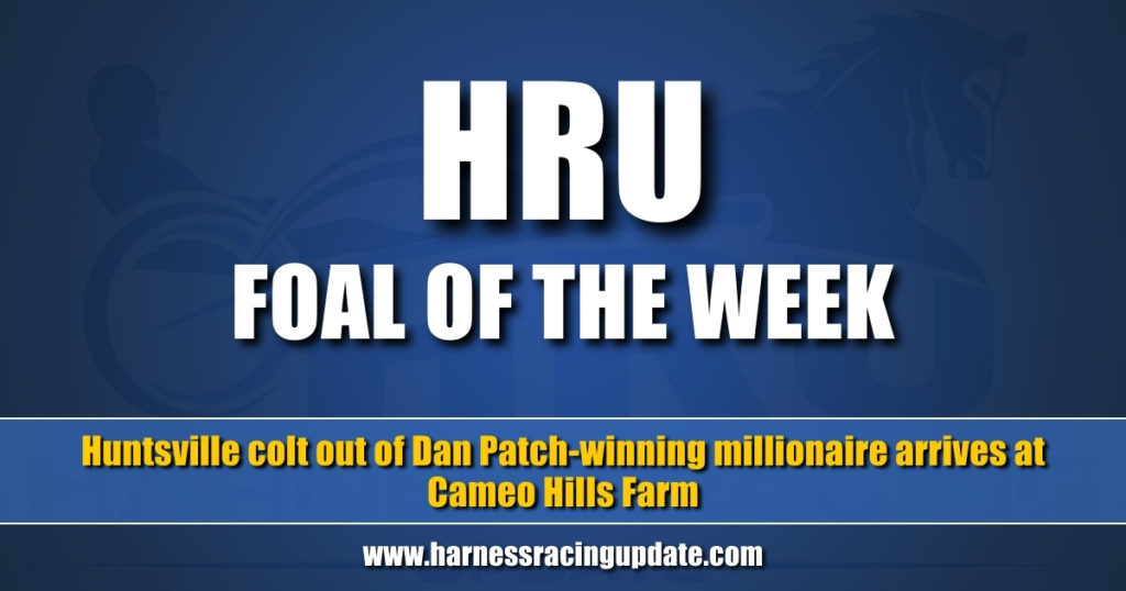Huntsville colt out of Dan Patch-winning millionaire arrives at Cameo Hills Farm
