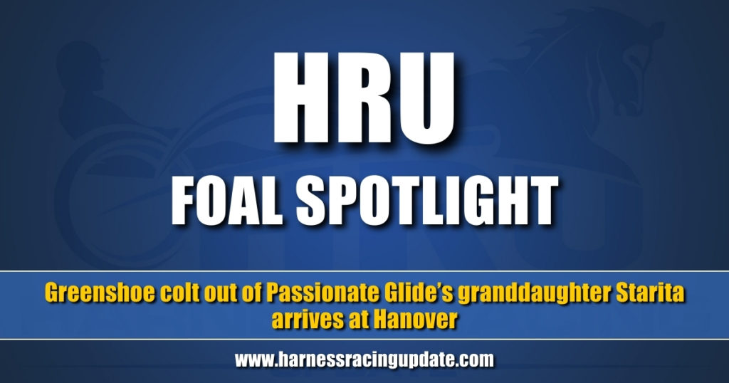 Greenshoe colt out of Passionate Glide’s granddaughter Starita arrives at Hanover