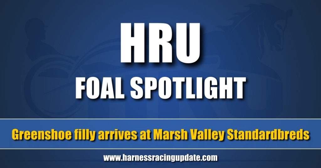 Greenshoe filly arrives at Marsh Valley Standardbreds