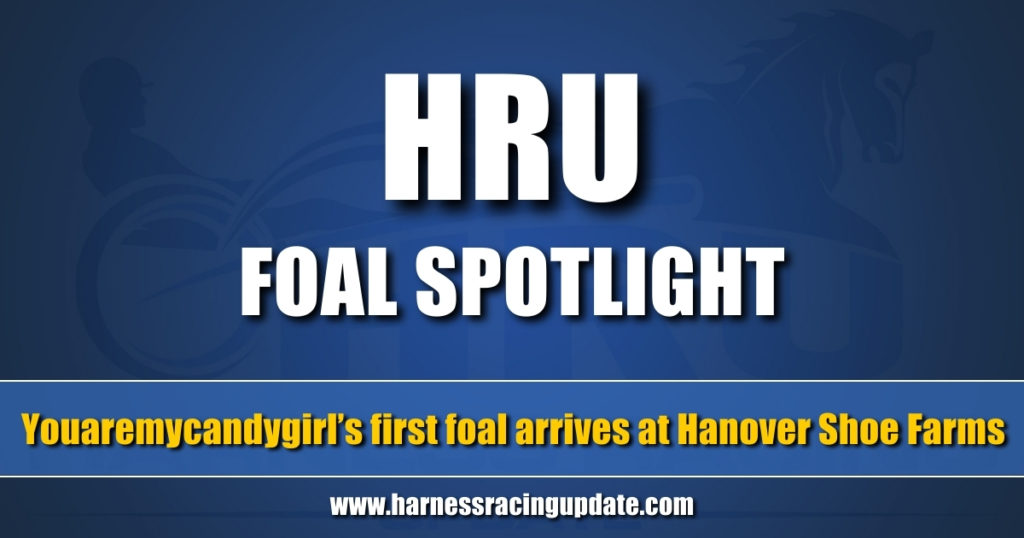 Youaremycandygirl’s first foal arrives at Hanover Shoe Farms