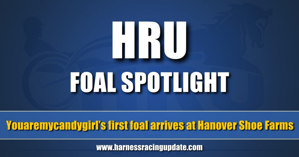 Youaremycandygirl’s first foal arrives at Hanover Shoe Farms Youaremycandygirl’s first foal arrives at Hanover Shoe Farms