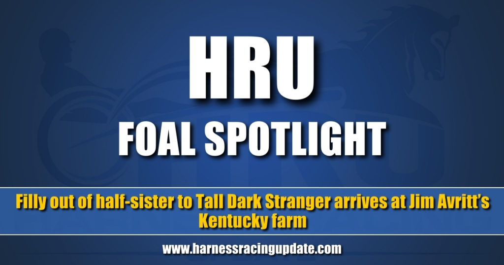 Filly out of half-sister to Tall Dark Stranger arrives at Jim Avritt’s Kentucky farm