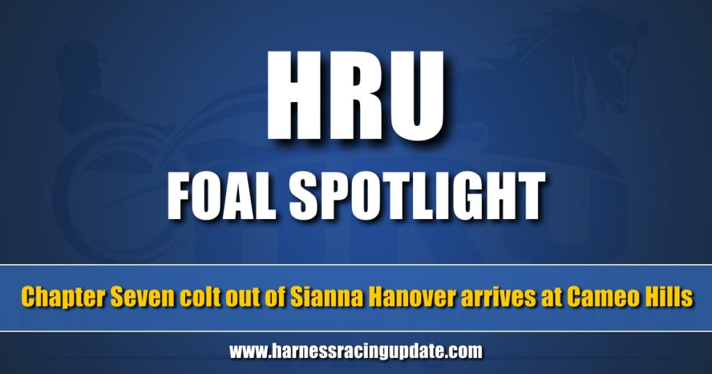 Chapter Seven colt out of Sianna Hanover arrives at Cameo Hills