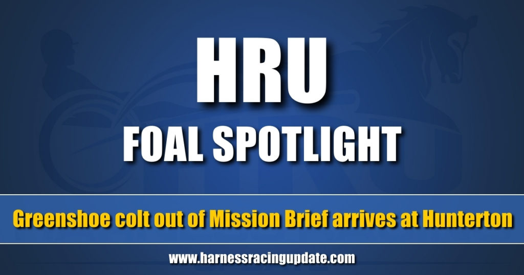 Greenshoe colt out of Mission Brief arrives at Hunterton