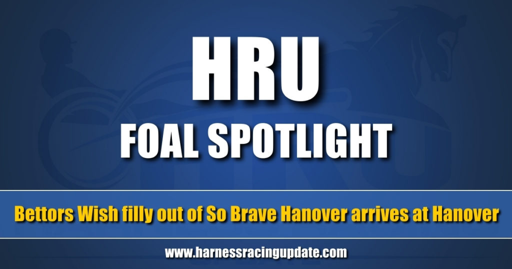 Bettors Wish filly out of So Brave Hanover arrives at Hanover