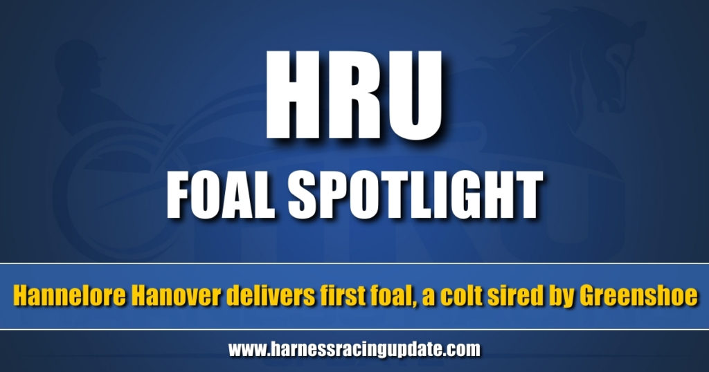 Hannelore Hanover delivers first foal, a colt sired by Greenshoe