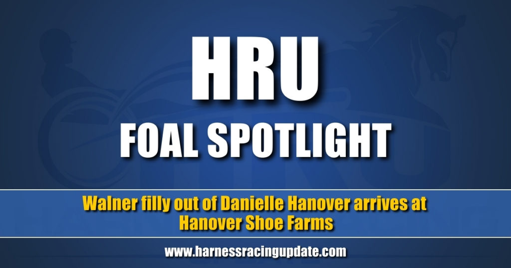 Walner filly out of Danielle Hanover arrives at Hanover Shoe Farms