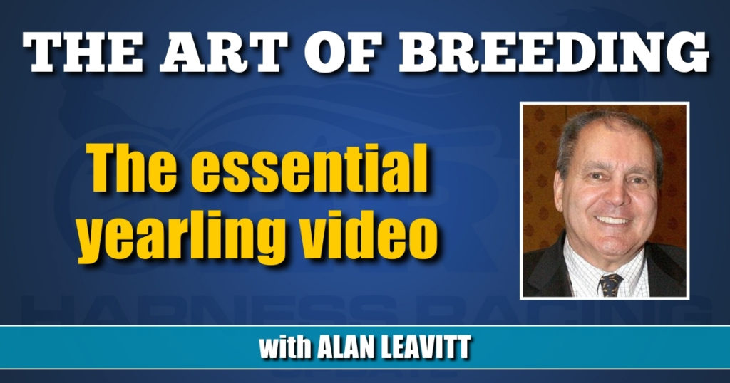 The essential yearling video