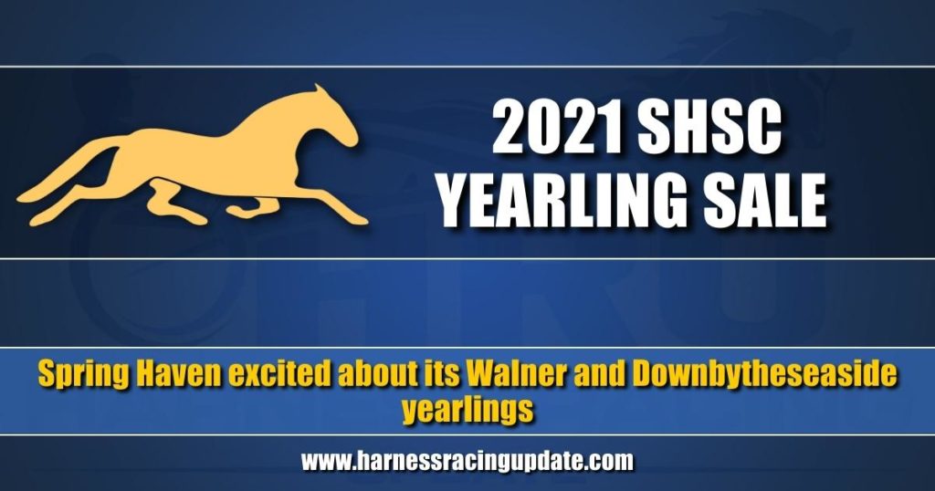 Spring Haven excited about its Walner and Downbytheseaside yearlings
