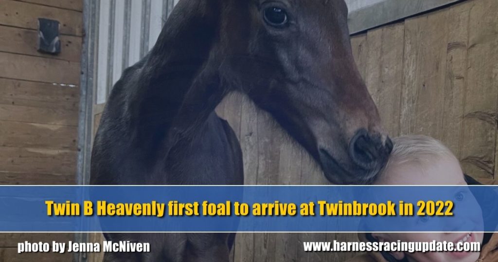 Twin B Heavenly first foal to arrive at Twinbrook in 2022
