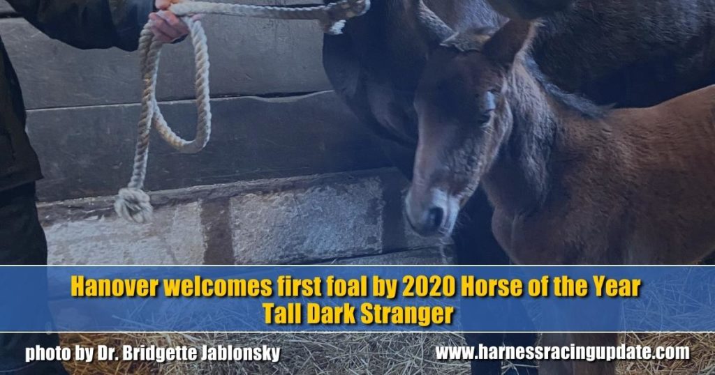 Hanover welcomes first foal by 2020 Horse of the Year Tall Dark Stranger