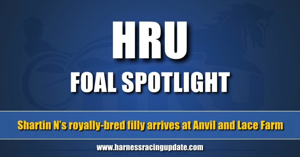 Shartin N’s royally-bred filly arrives at Anvil and Lace Farm