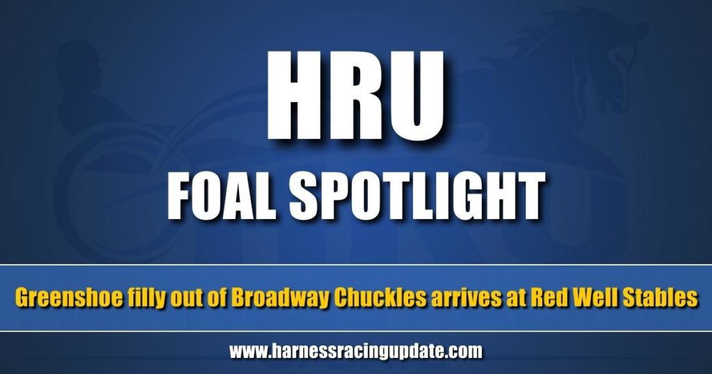 Greenshoe filly out of Broadway Chuckles arrives at Red Well Stables