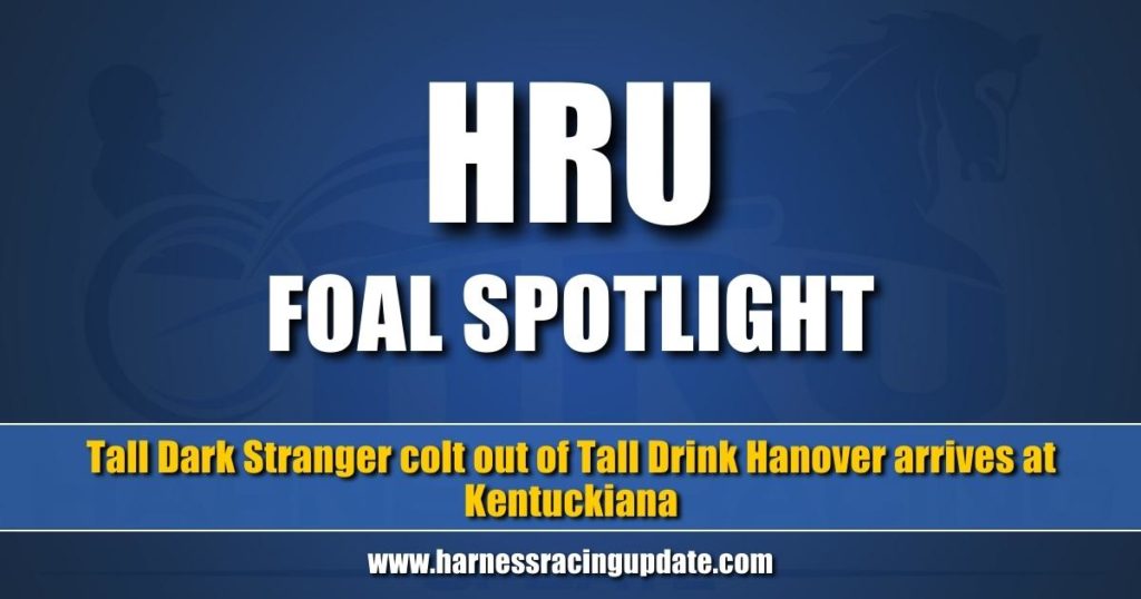Tall Dark Stranger colt out of Tall Drink Hanover arrives at Kentuckiana