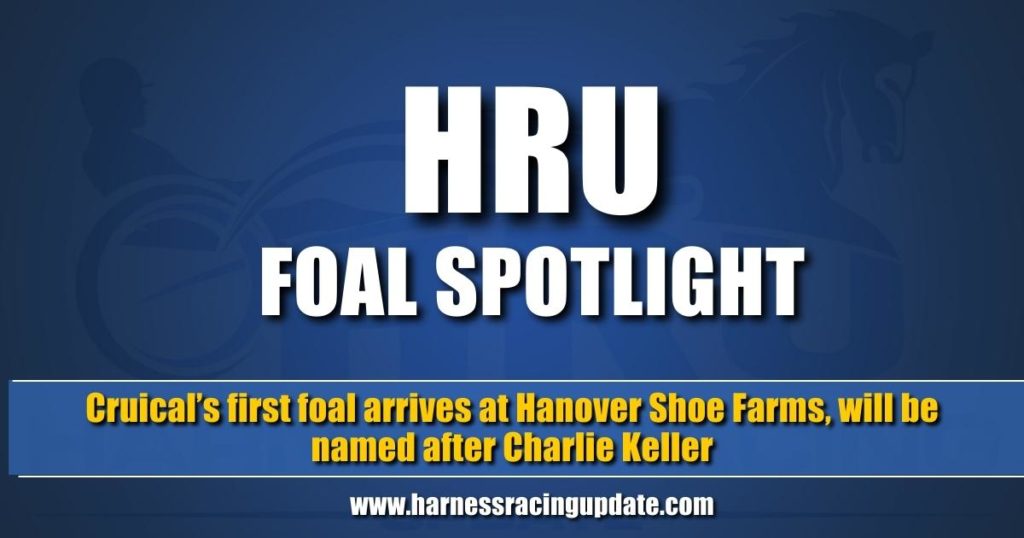 Cruical’s first foal arrives at Hanover Shoe Farms, will be named after Charlie Keller