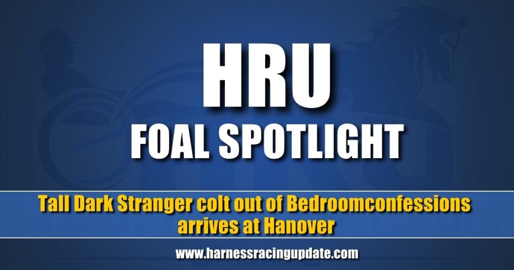 Tall Dark Stranger colt out of Bedroomconfessions arrives at Hanover